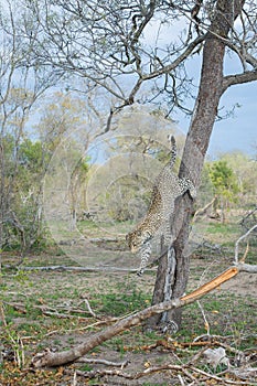 A leopard leaping down from a tall tree.