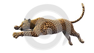 Leopard leaping, wild animal isolated on white