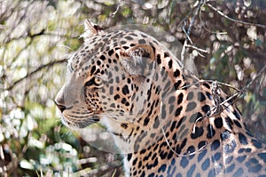 A leopard leaves the scene showing his back while disappearing in the forest.