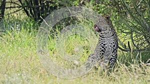 Leopard licking its lips. Slow motion African wild