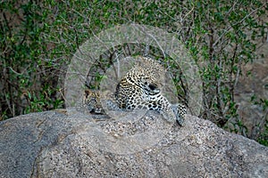 Leopard lies asleep on rock with cub