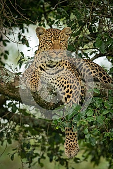 Leopard lies on branch dangling paw down