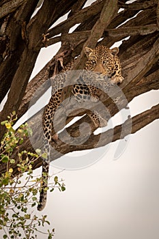 Leopard lies in candelabra tree eyeing camera