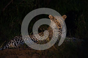 Leopard lies in darkness in grass waiting for prey