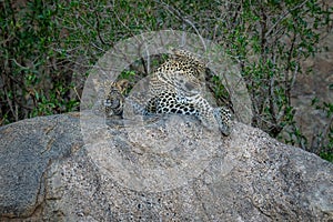 Leopard lies dozing on rock with cub