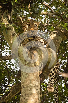 Leopard lies in forked tree looking out