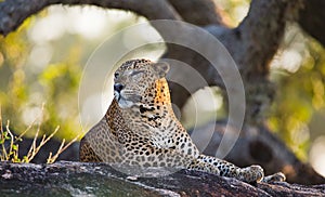 The leopard lies on a large stone under a tree. Sri Lanka.