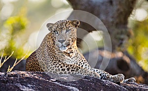 The leopard lies on a large stone under a tree. Sri Lanka.
