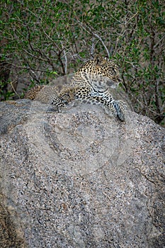 Leopard lies near cub on shady rock