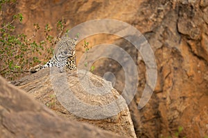 Leopard lies on rock near leafy bush