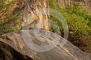 Leopard lies on rock staring into distance