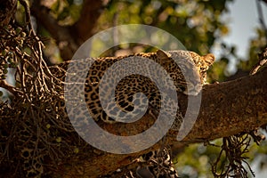 Leopard lies sleepily on branch in sunshine photo