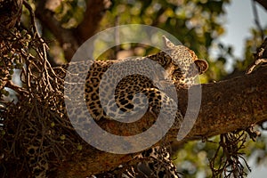 Leopard lies sleepily on branch turning head photo