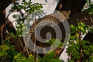 Leopard lies sleepily on branch watching camera photo
