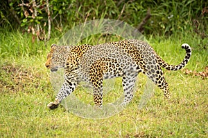 Leopard lifts paw while walking through grass