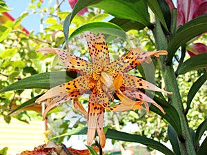 Leopard lily orchid in the shape of a star. a romantic symbol of love and female erotic pleasure.