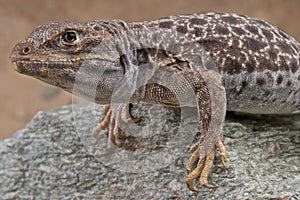 Leopard lizard