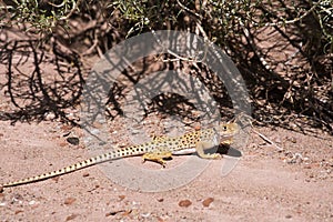 Leopard Lizard