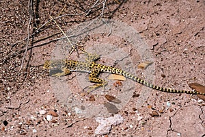 Leopard Lizard