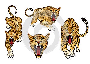 Leopard logo set. Angry, leopard. Predator animal. Tameless color logo.