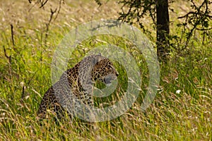 Leopard in the long grass