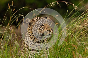 Leopard in the long grass