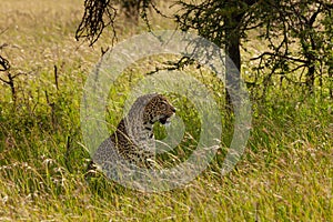 Leopard in the long grass