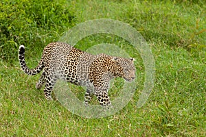 Leopard in the long grass