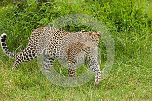 Leopard in the long grass