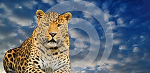 leopard looking into the camera on a sky background