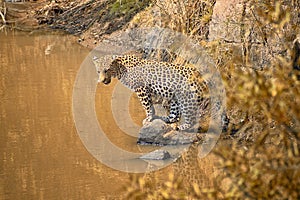 Leopard looking for fish in a waterhole
