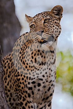 Leopard looking for its prey wilderness of Masai Mara, Kenya, vertical shot
