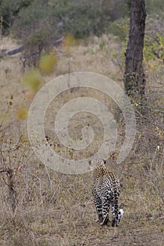 Leopard looking for prey in mala mala