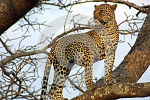 Leopard on the Lookout