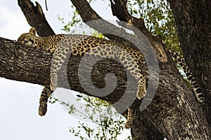 Leopard lounges in a tree.