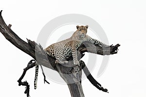 Leopard lounging in a tree