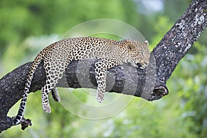 Leopard lying on a branch