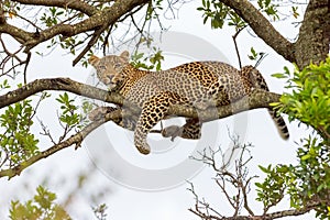 Leopard Lying On Branch