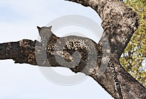Leopard lying on branch in big tree shade