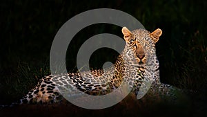 Leopard lying in darkness