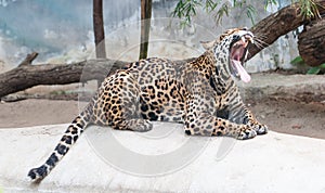 Leopard lying gape on the rocks