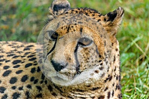 Leopard lying on the grass