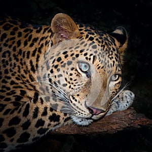 Leopard