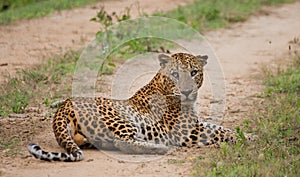 Leopard lying on the road and yawns. Sri Lanka.