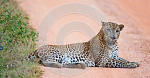 Leopard lying on the road and yawns. Sri Lanka.
