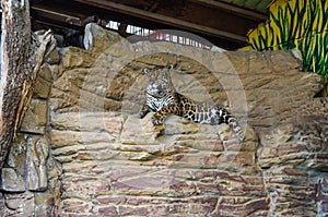 Leopard lying on the rocks