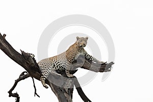 Leopard lying in a tree