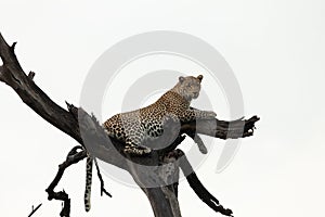 Leopard lying in a tree