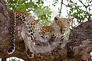 Leopard lying in tree