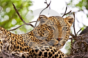 Leopard lying in tree